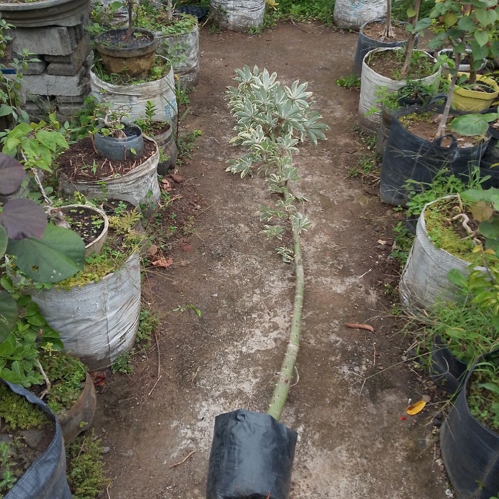 Pohon randu kapuk variegata tinggi 2 meter