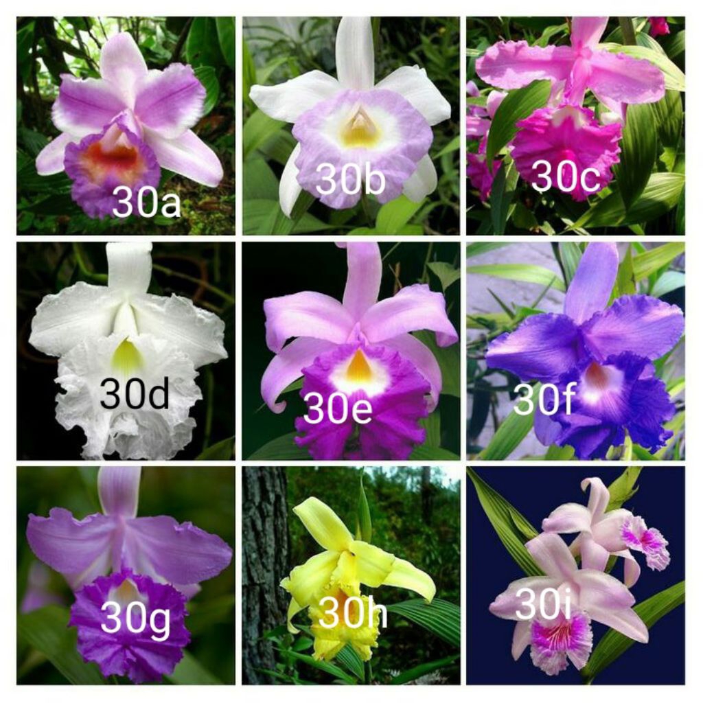 Tanaman hias anggrek dendrobium paket 36 macam2x bunganya