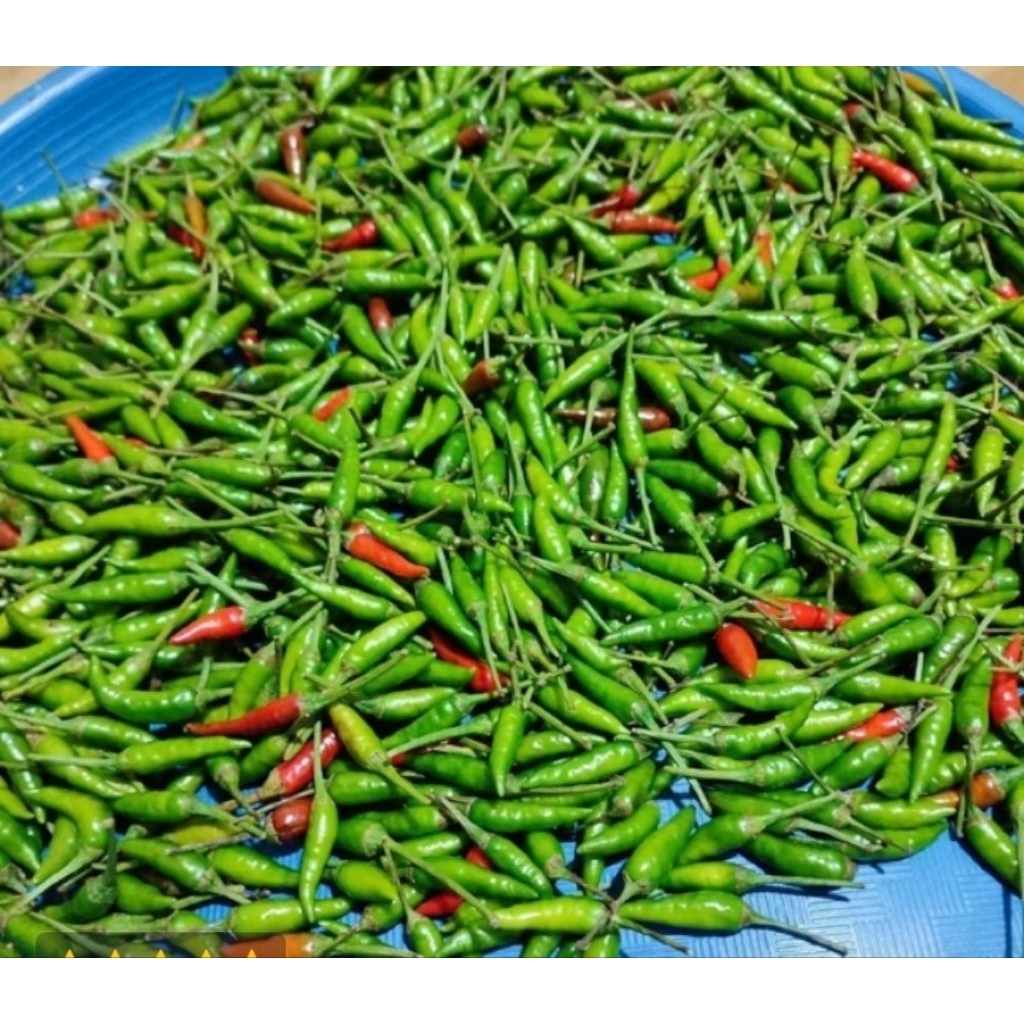 

Lombok Rawit Ijo 500 gram Cabe Hijau Pedas Fresh