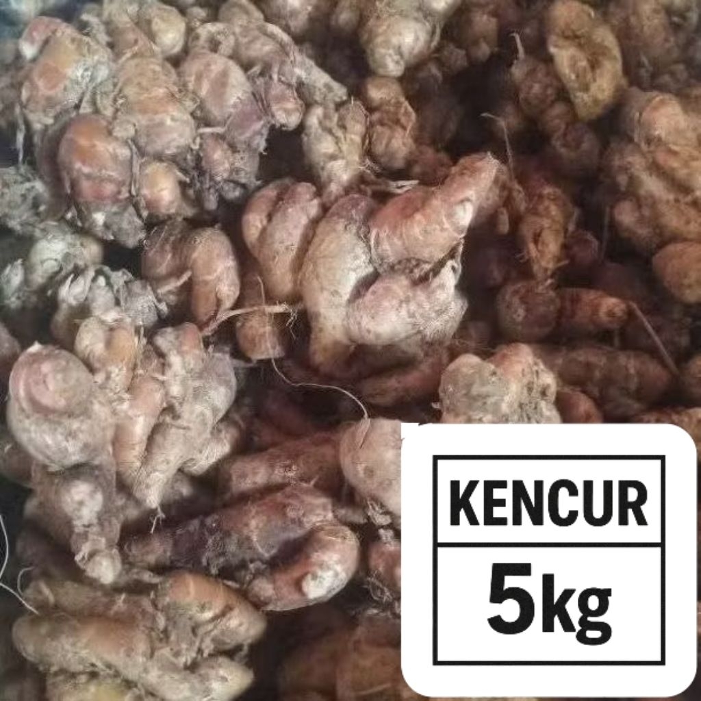 

KENCUR TUA & SEGAR 5KG SIAP KIRIM SELURUH INDONESIA | BISA COD | FRESH UNTUK BUMBU SEBLAK
