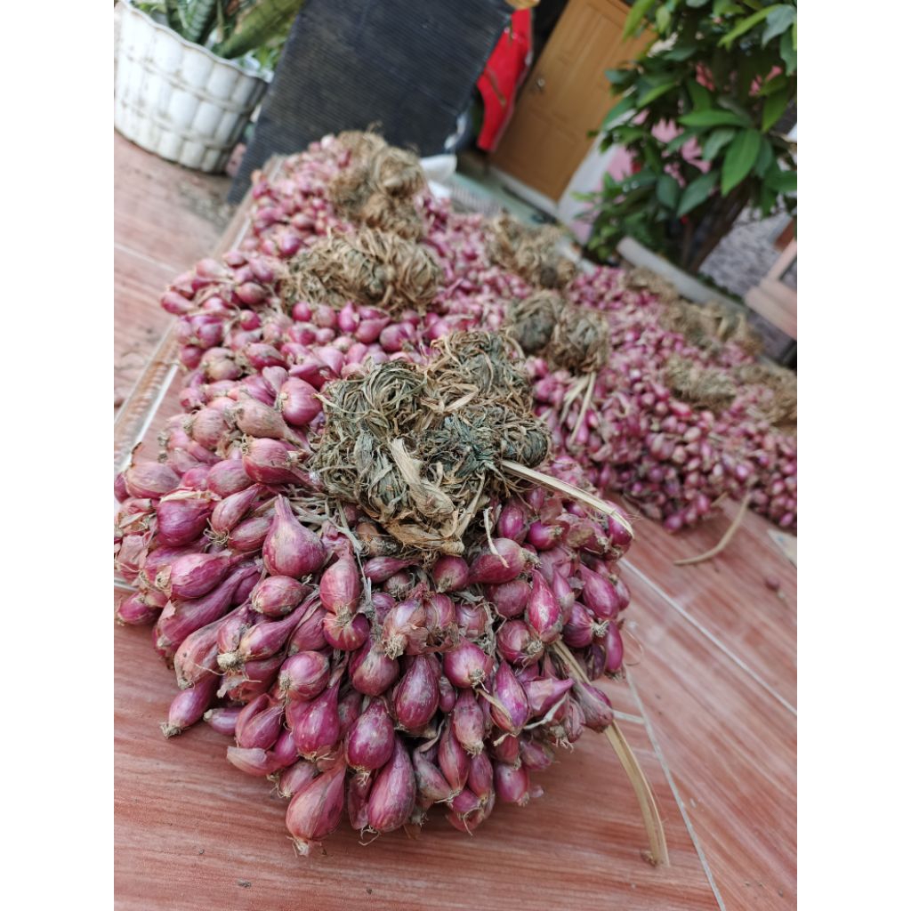 

Bawang Merah Askip Asli Brebes Bentuk Gedengan Ukuran Super Grade A Termurah Geratis Ongkir Garansi