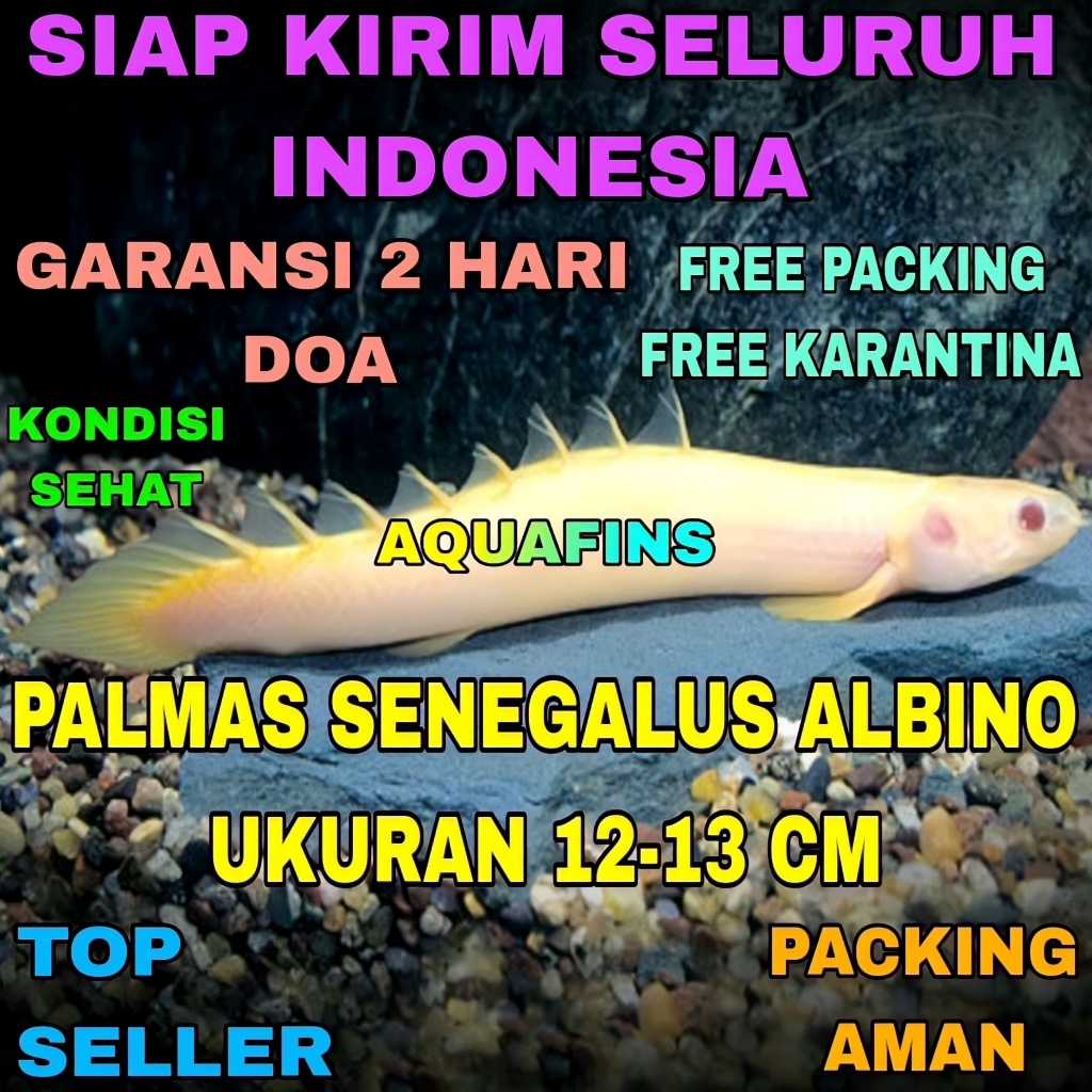 HIASAN PALMAS NAGA DRAGON FEAST POLYPTERUS SENEGALUS ALBINO UKURAN 12-13 CM