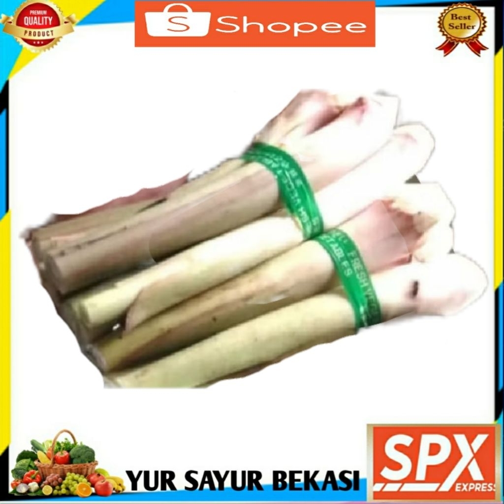 

Talas/Tales Lompong 2 Batang.