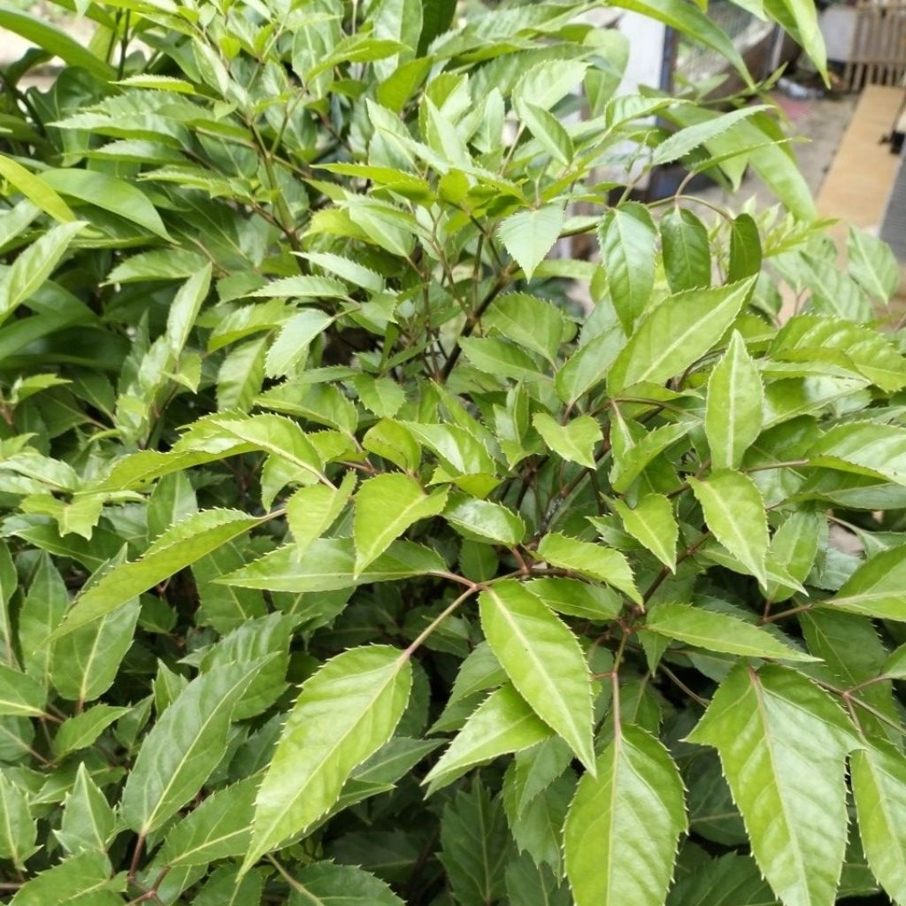 

Daun Kedondong Sayur Muda Berat 1Kg Sayuran Enak