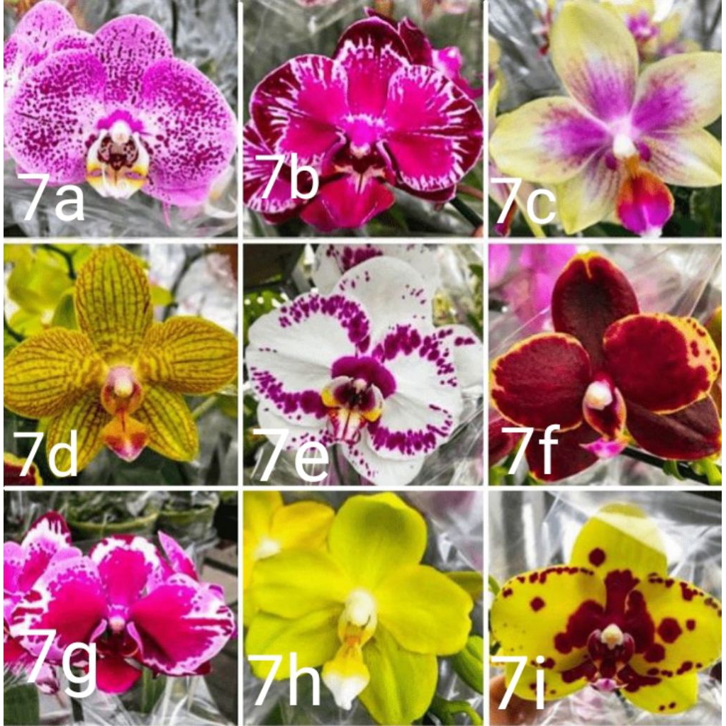 Tanaman hias anggrek dendrobium paket 36 macam2x bunganya