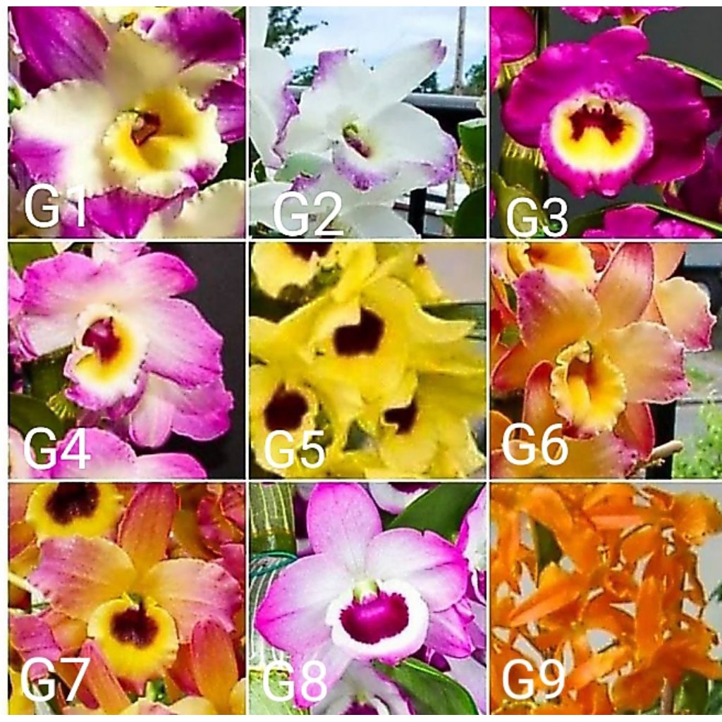 Tanaman hias anggrek dendrobium.paket 36 macam2x bunganya