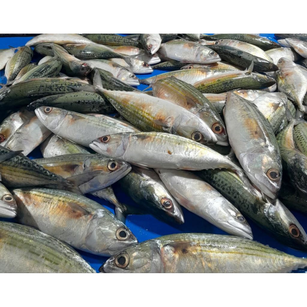 

IKAN KEMBUNG SEGAR / KEMBUNG MARINASI 1KG