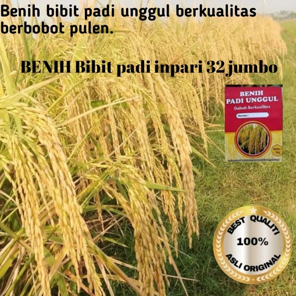 Benih bibit padi Inpari 32 jumbo unggul1kg