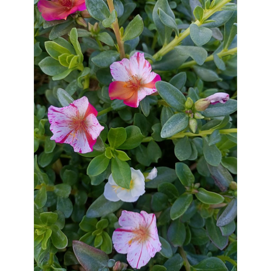 Tanaman krokot - bunga krokot - tanaman hias