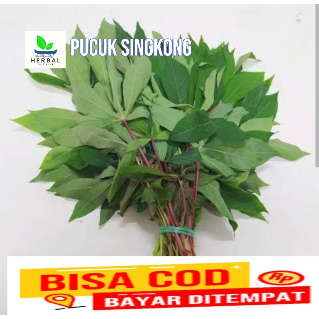

daun singkong segar daun pucuk