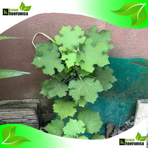 

Daun Pulutan / Pungpurutan Segar 1 kg herbal alami