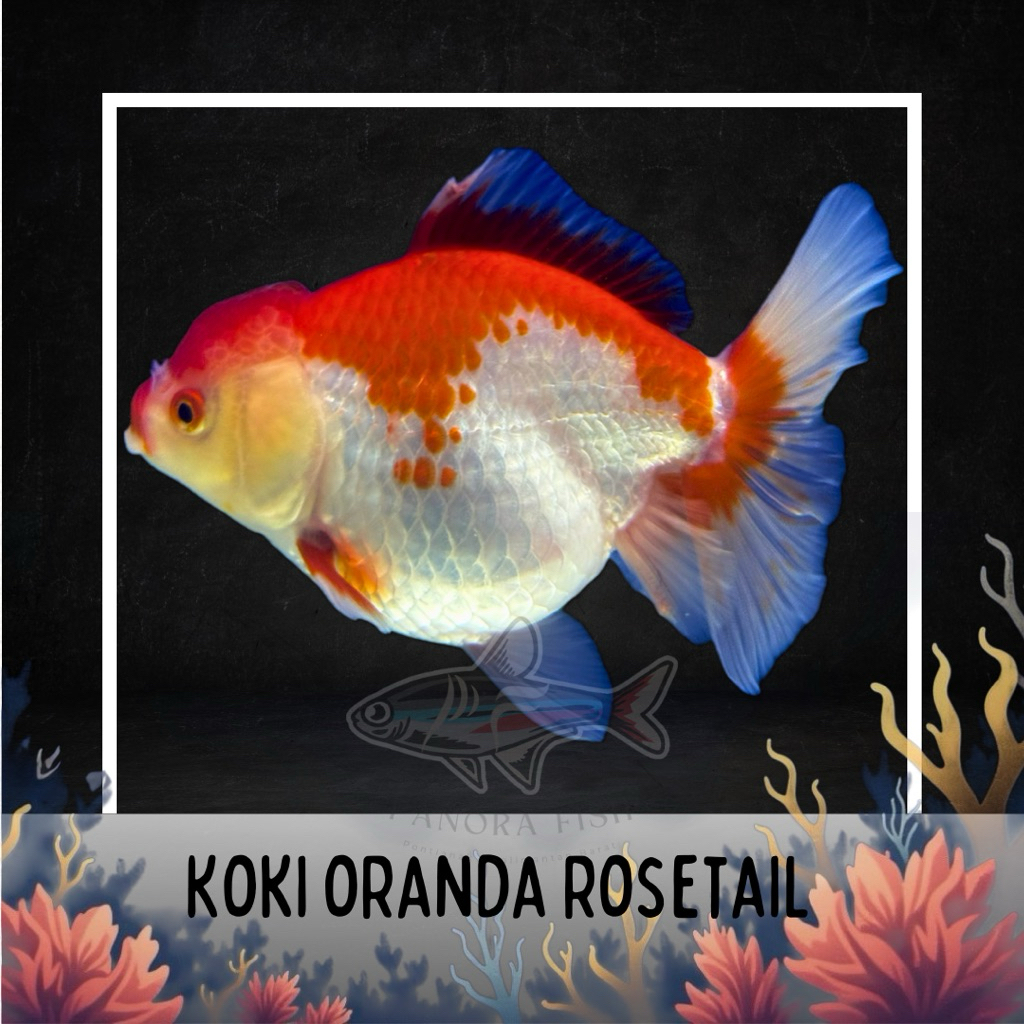 perlengkapan aquarium koki oranda rosetail jumbo