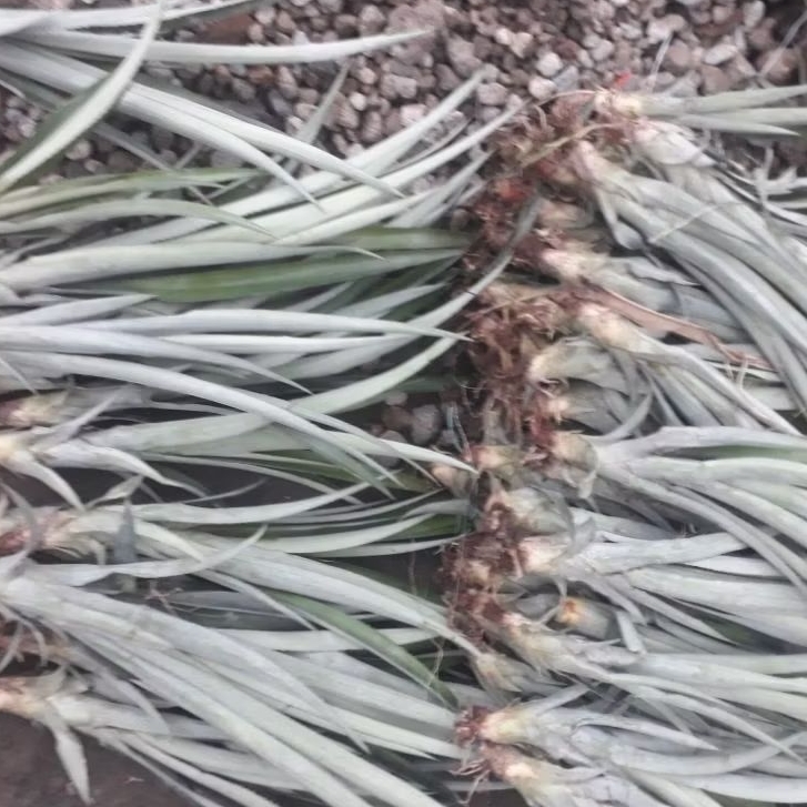 promo hemat ongkir bibit nanas madu nanas kelud jenis simplek