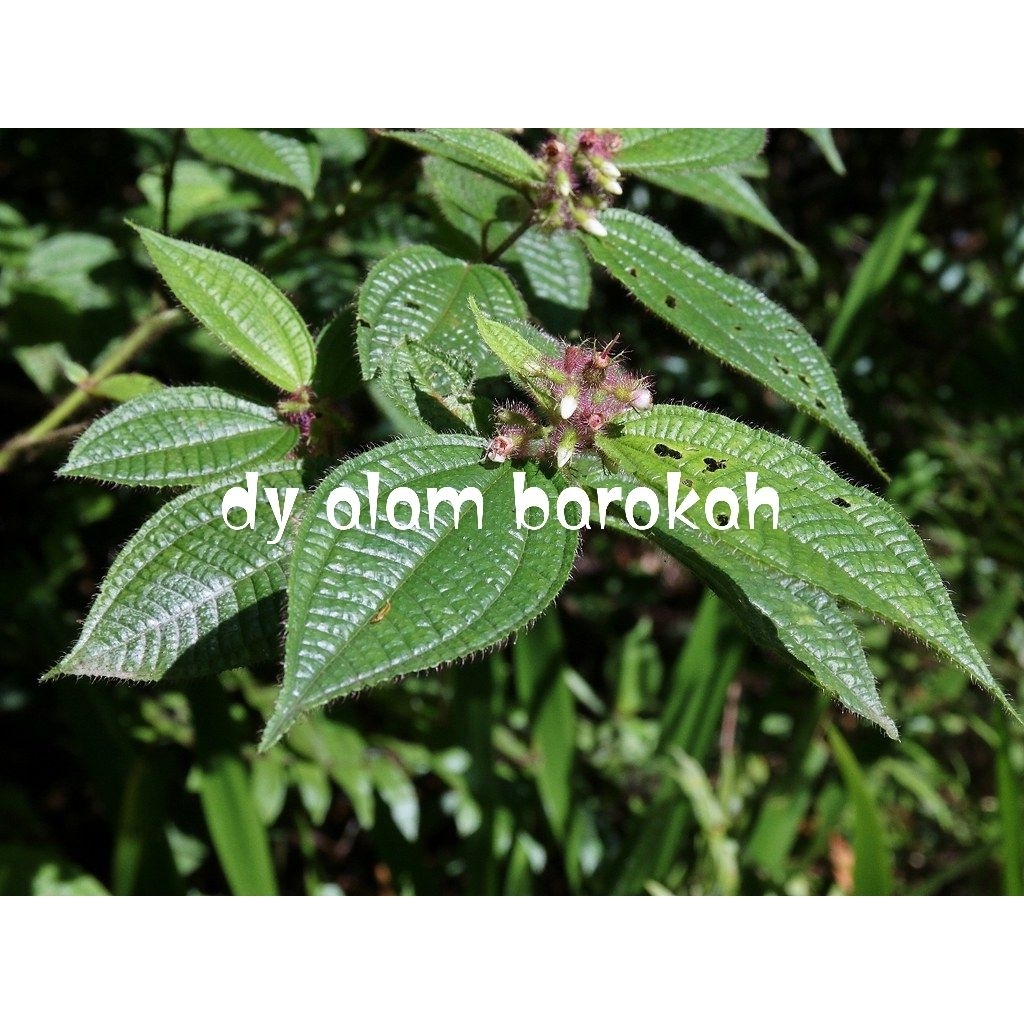 

Daun harendong/pepetian/senggani bulu fresh MURAH 500GR