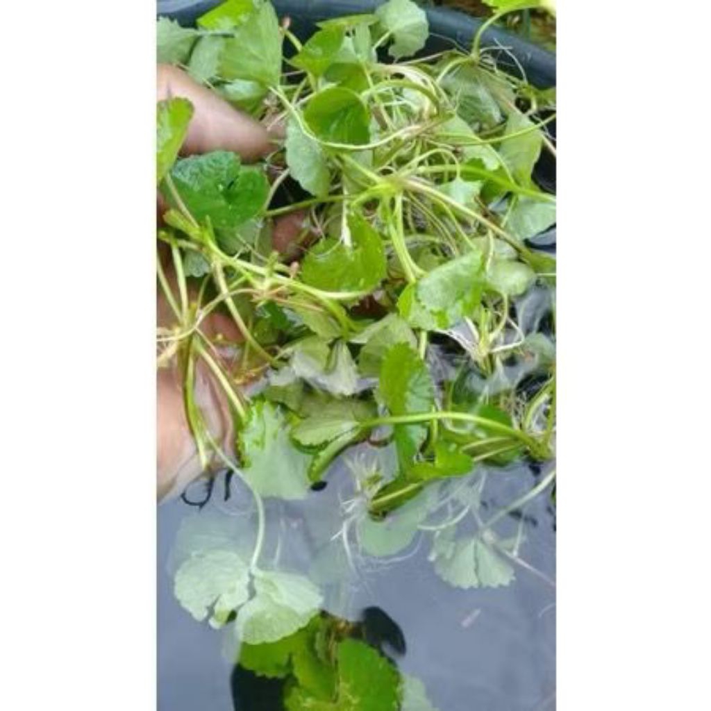 

Daun dan tangkai pegagan/antanan segar