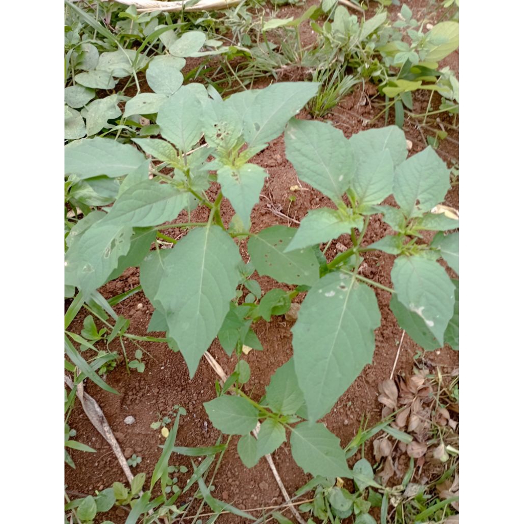 

ciplukan segar 500 gr