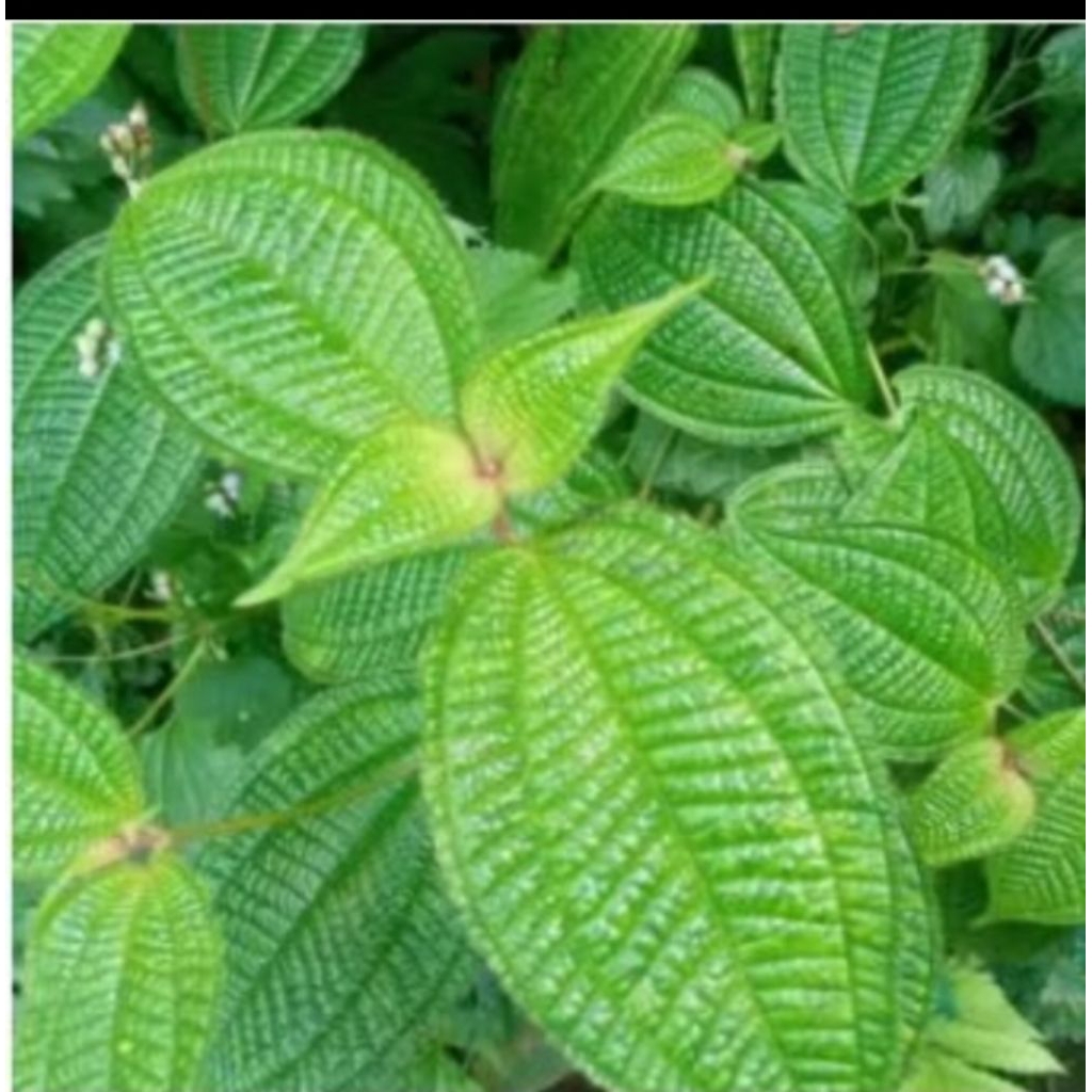 

DAUN HARENDONG BULU SEGAR 100 LEMBAR MURAH OBAT HERBAL. OBAT TRADISIONAL. OBAT ALAMI