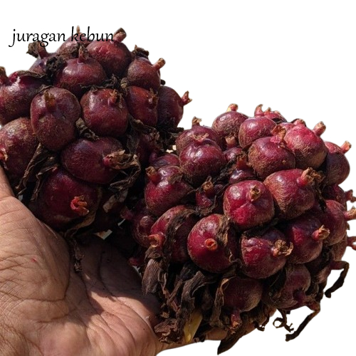 

Buah Honje Segar 1 kg - Honje Pink - Honje Laka Fresh