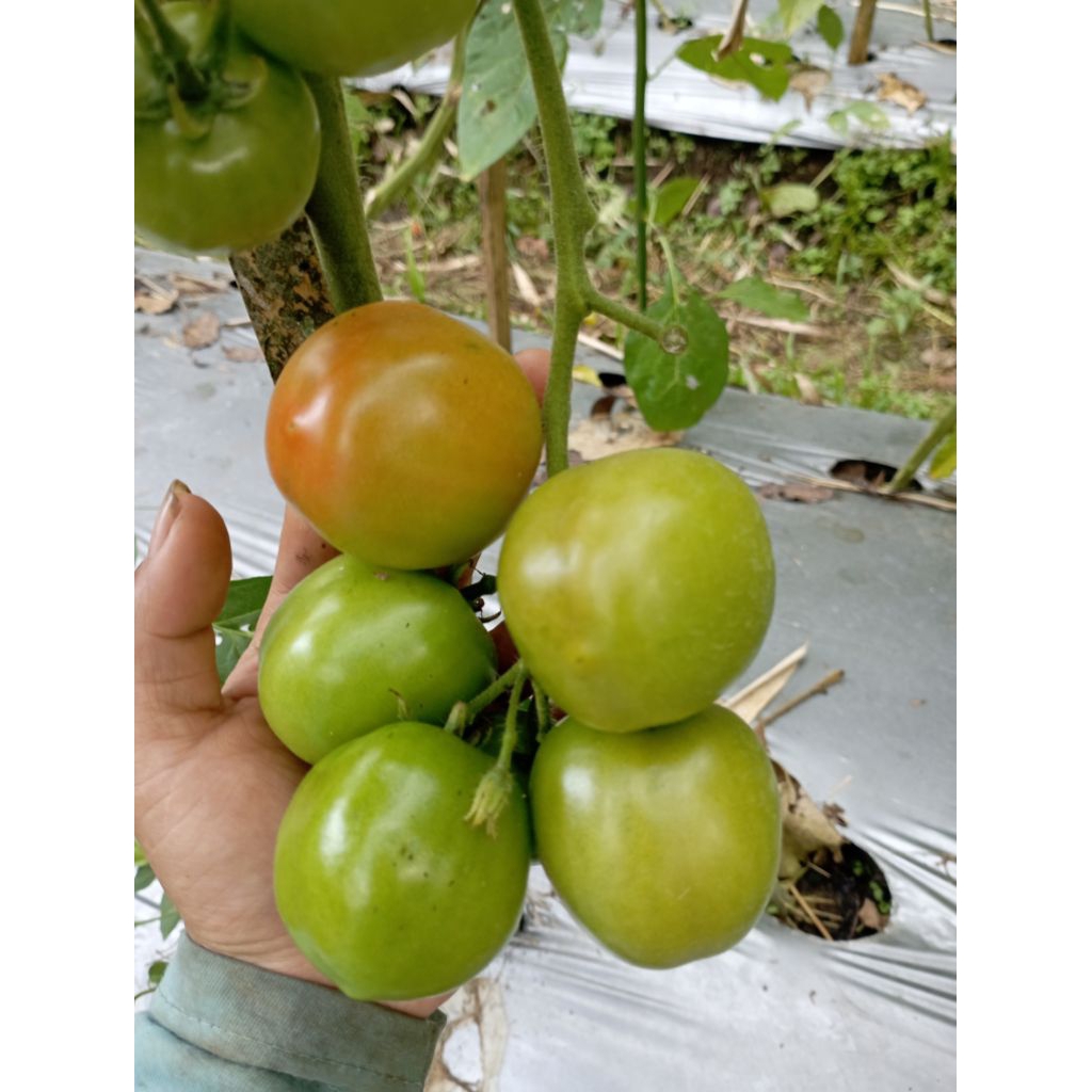 

tomat sayur merah 1kg / tomat cherry