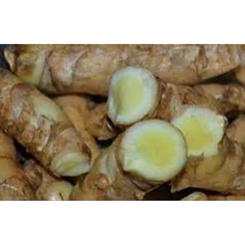 

Temu_mangga_segar_bersih_fresh_500GR_1000GR_anti_lnflamasi