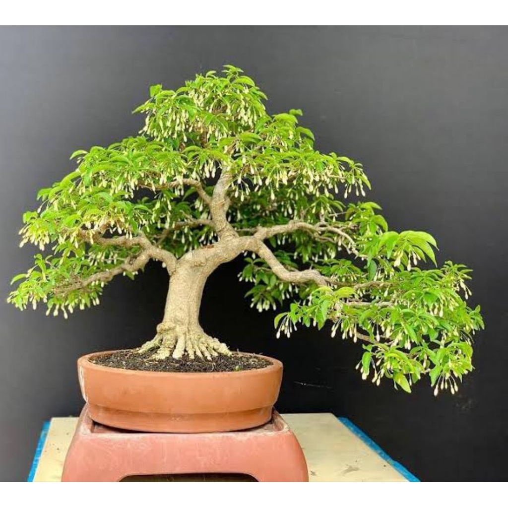 anting putri bahan bonsai cangkok