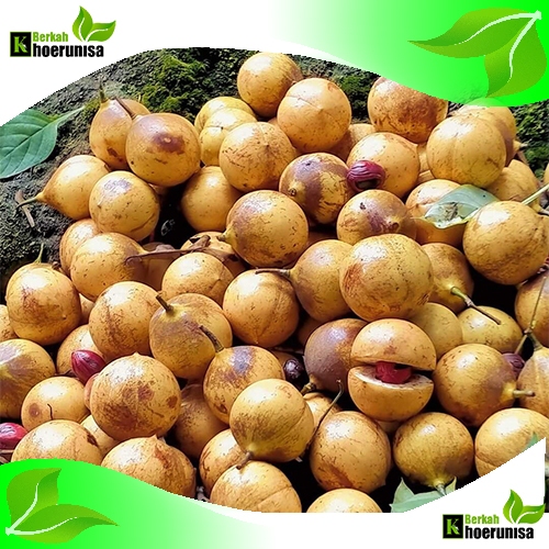 

Buah Pala Segar Belum Dikupas 1 kg rempah