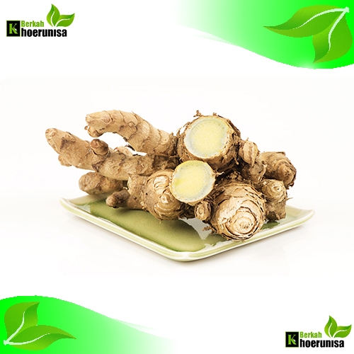 

Temu/Kunyit ireng (Curcuma aeruginosa) Segar 1 kg