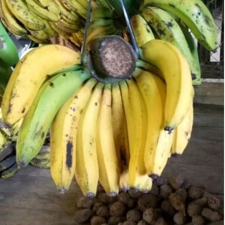

pisang ambon super neto 1kg