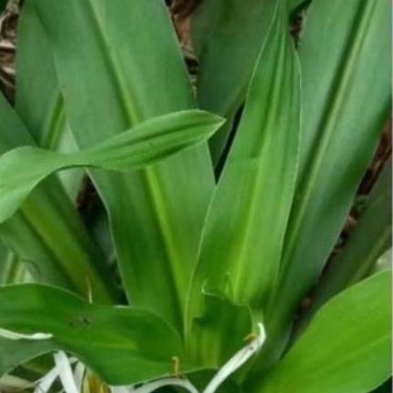 

Daun Bakung segar 500 gram