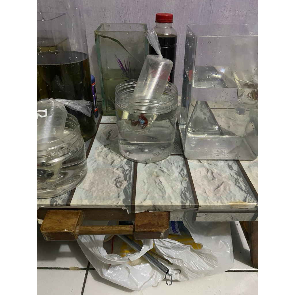 HIASAN AKUARIUM IKAN