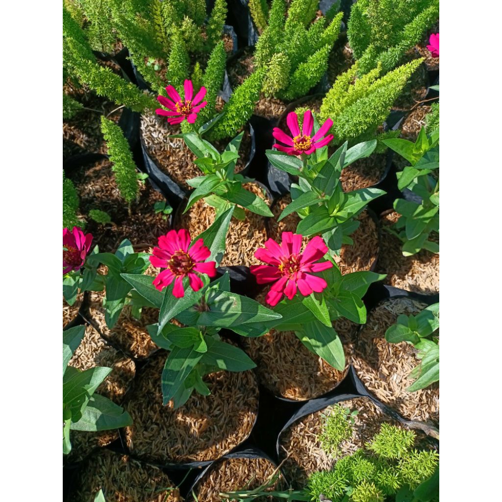 Tanaman bunga zinia - tanaman bunga kertas - tanaman bunga murah