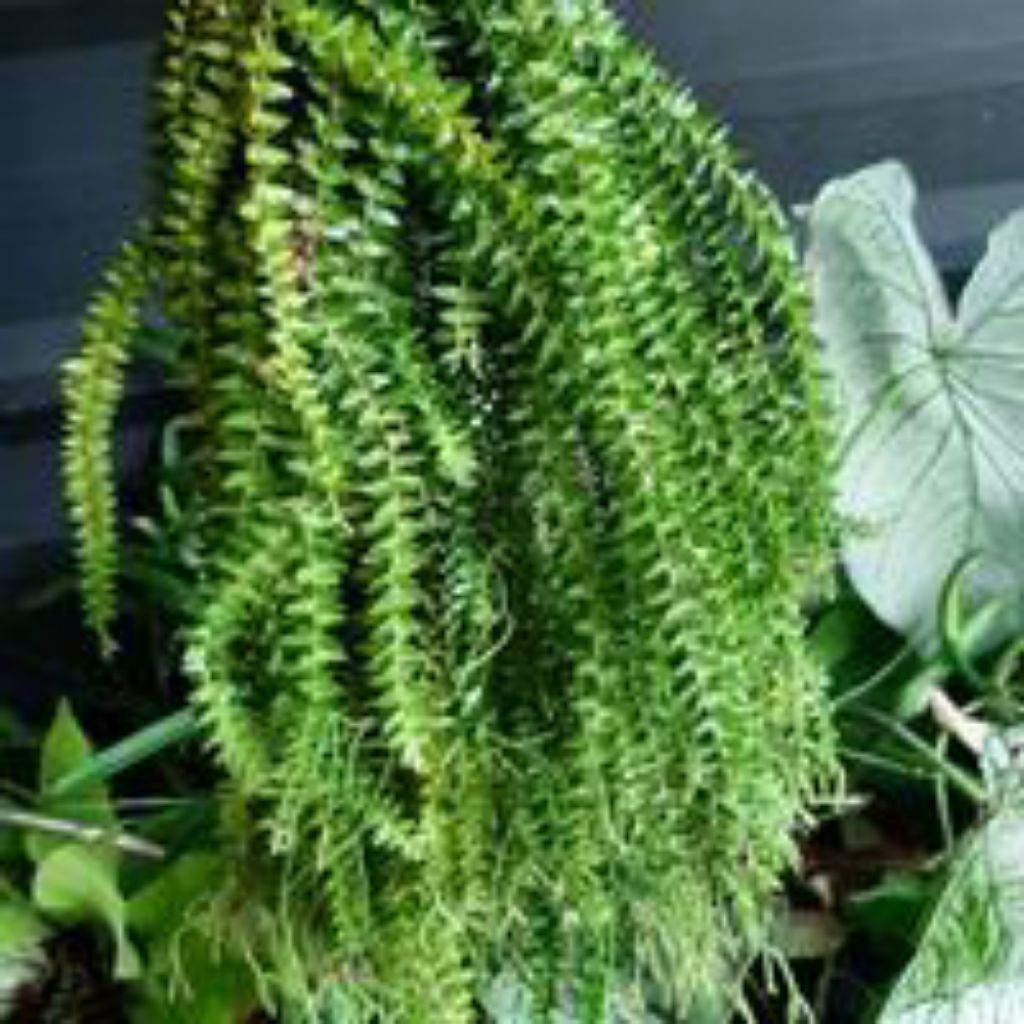 

tanaman hias pakis rumpai per pcs