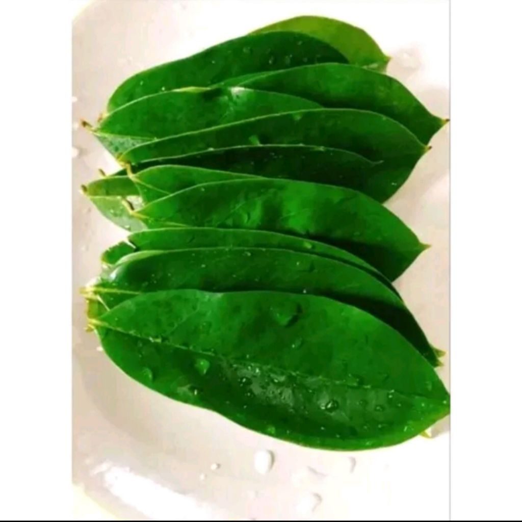 

Daun Sirsak Segar Baru Di petik saat order isi 50 lembar Ampuh Atasi kangker