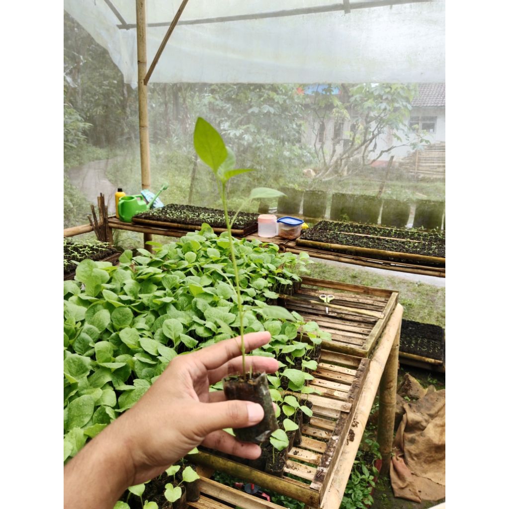 ( 10 POHON ) BIBIT CABAI RAWIT HIJAU SIAP TANAM - BIBIT CABAI RAWIT CAPLAK - BIBIT CABE RAWIT HIJAU 