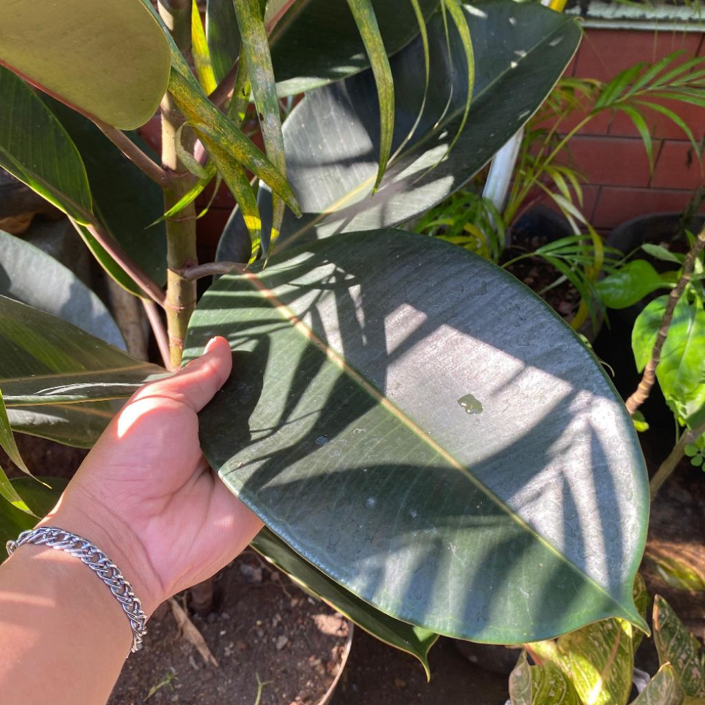 

Daun Karet Kebo Jumbo Herbal Alami Fresh Perlembar