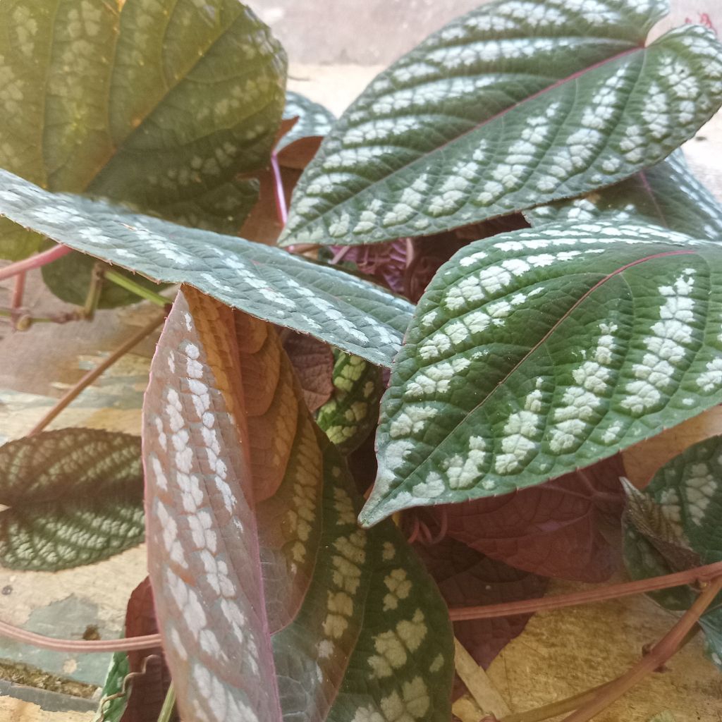 

Jual daun sirih kraton kuwalitas bagus pres segar petik lang sung 75 lembar