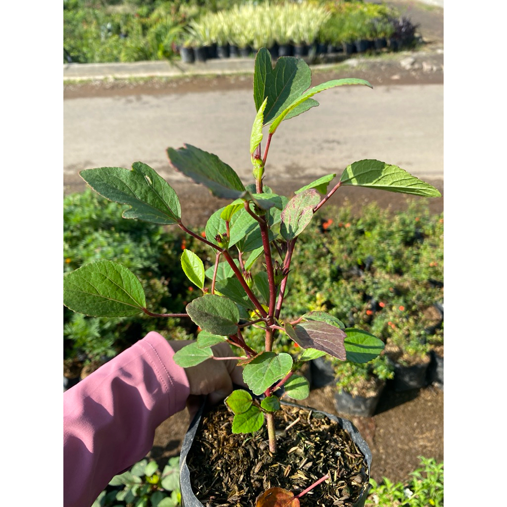 Tanaman rosella - tanaman toga - rosella murah