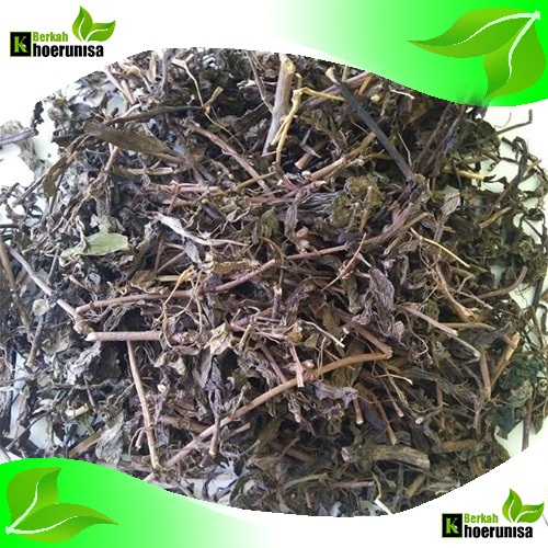 

Daun Kumis Kucing kering 500 gram obat herbal alami