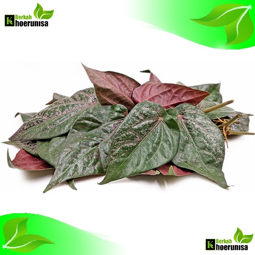 

Daun Sirih Merah Segar 20 Lembar Obat herbal