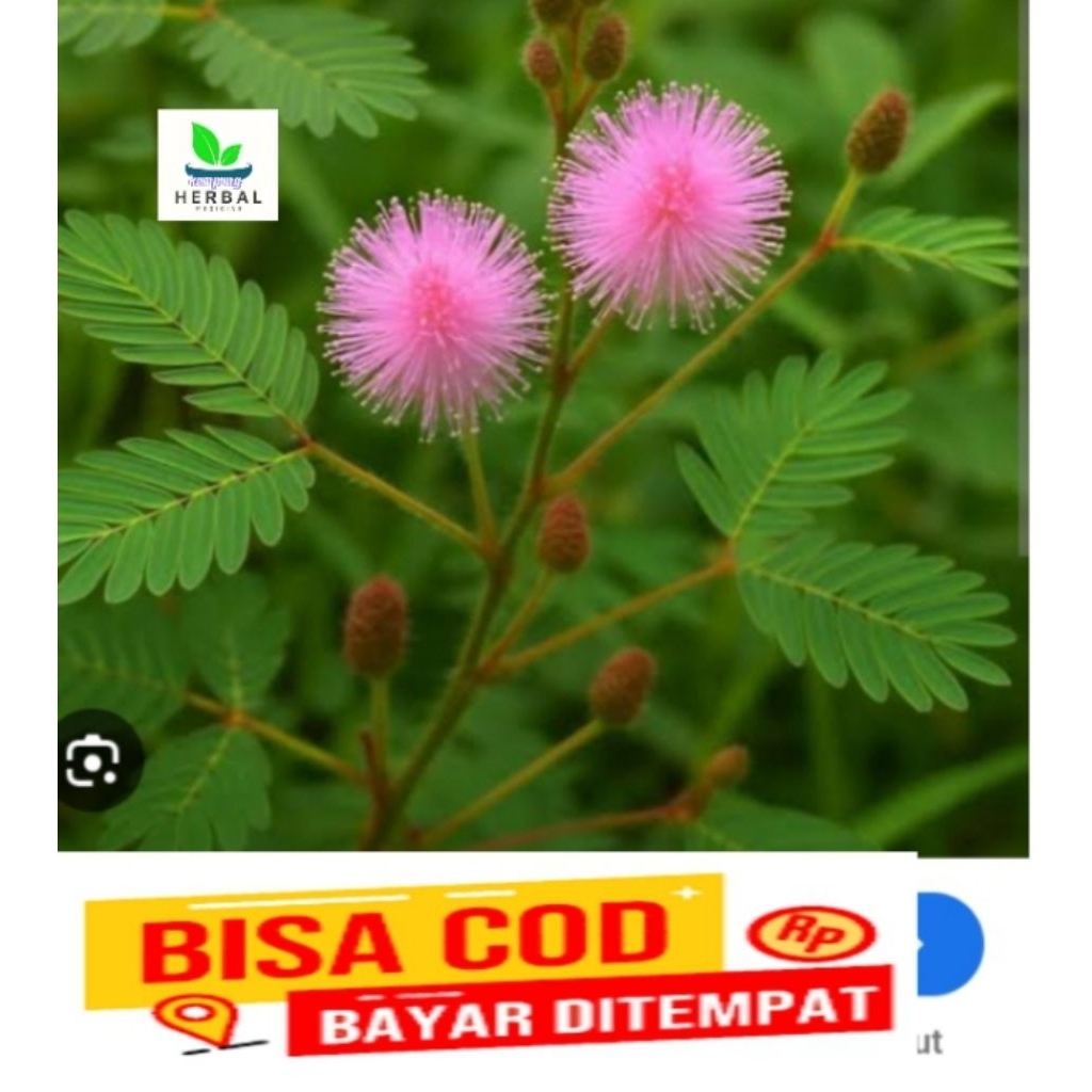 

daun putri malu segar 500 grm herbal