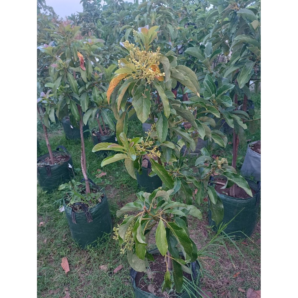 bibit ALPUKAT MIKI kondisi SUDAH BERBUAH BERBUNGGA tinggi 1,7 (valid)