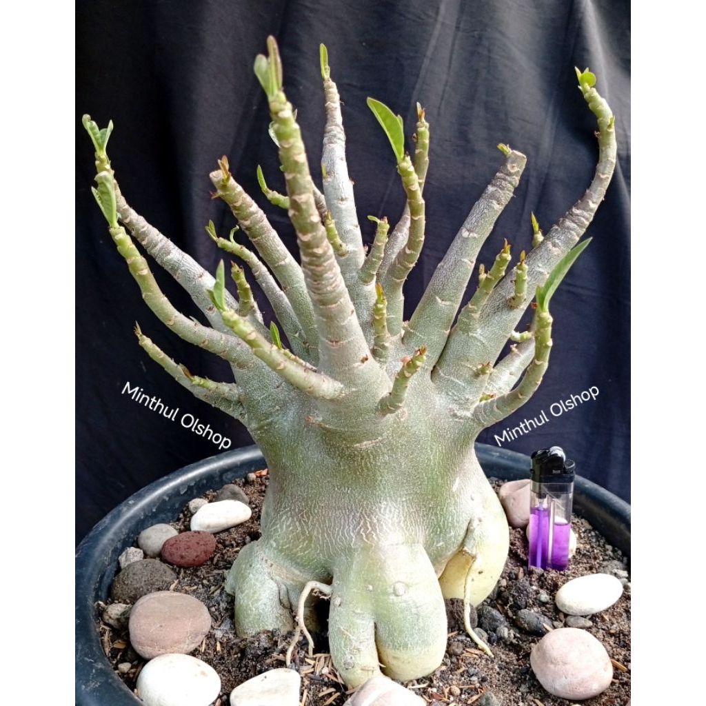 Adenium arabicum zombie island ori cabang brutal size jumbo real pict
