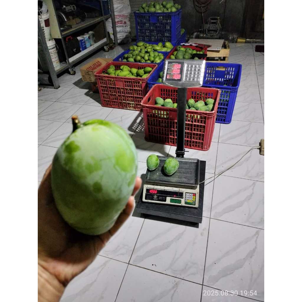 

mangga brazil bisa request ketuaan dan ukuran