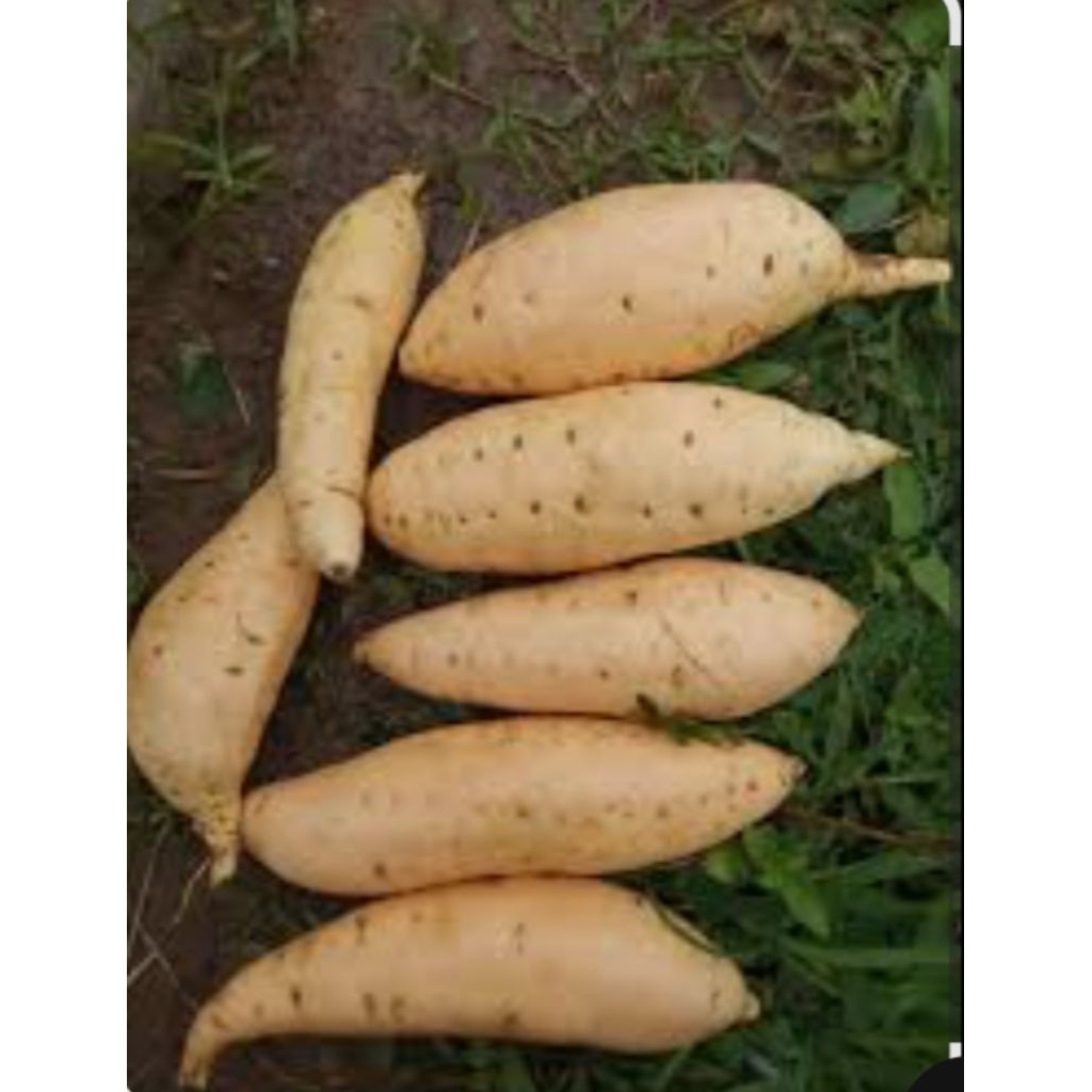 

UBI CILEMBU campur sedang kecil 1 kg mentah