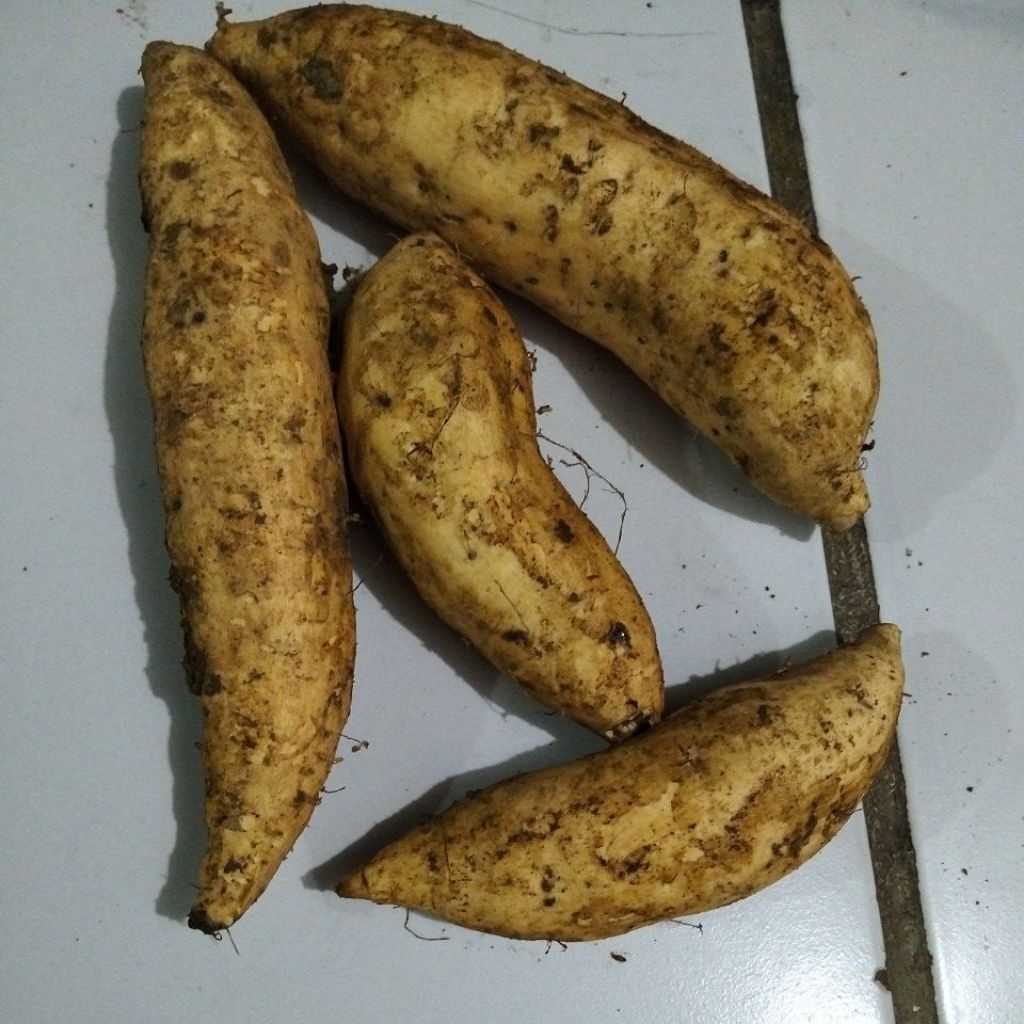 

UBI Cilembu/1000 gram manis & cocok untuk Diet