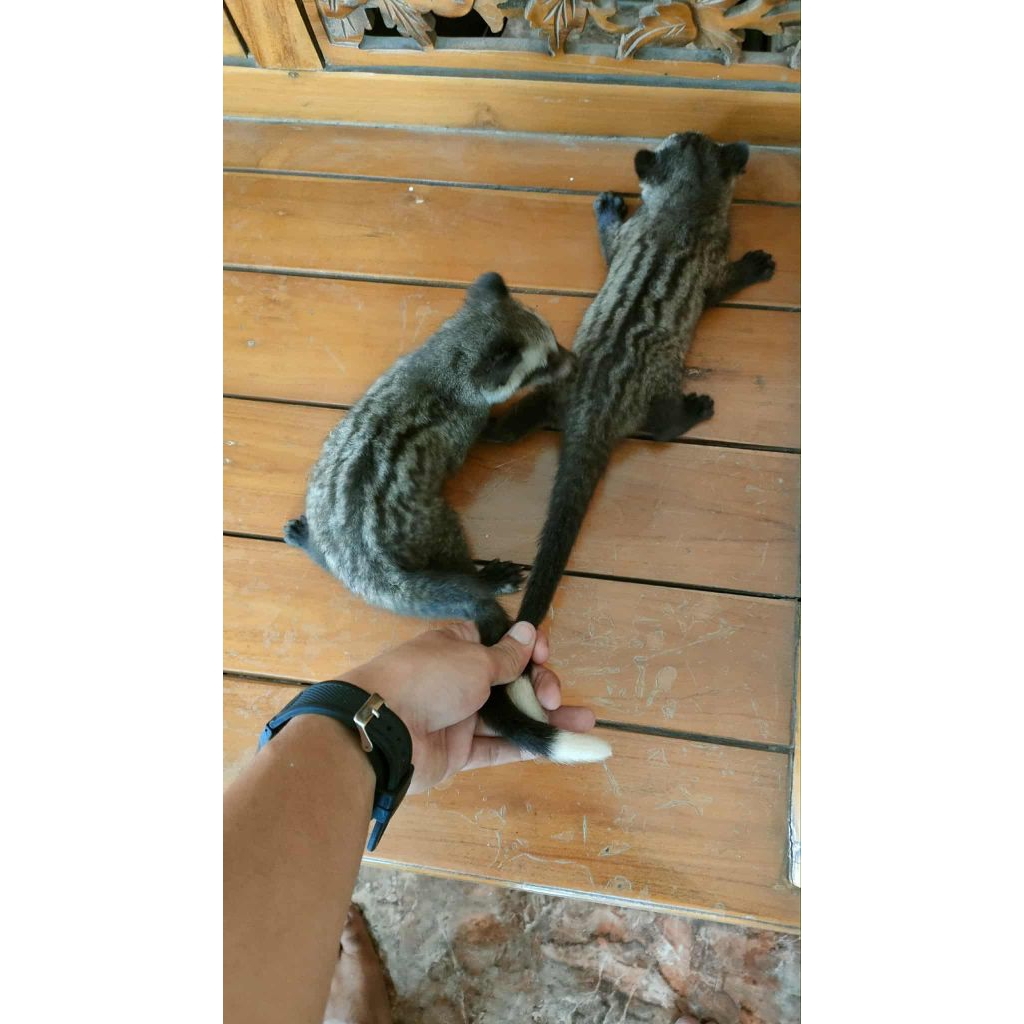 musang pandan ekput Beby 1 bulan