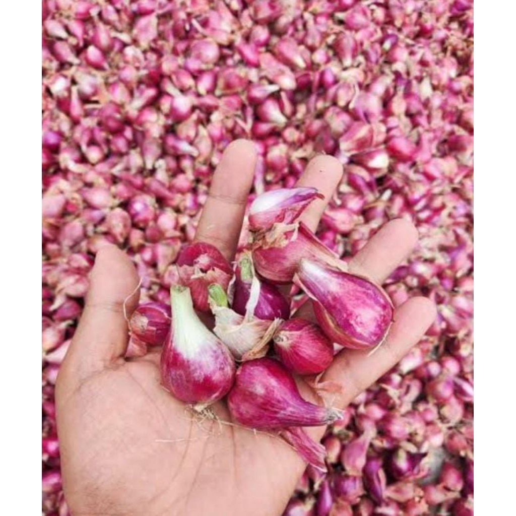 

bawang.brebes.asli.pilihan.super.gede²