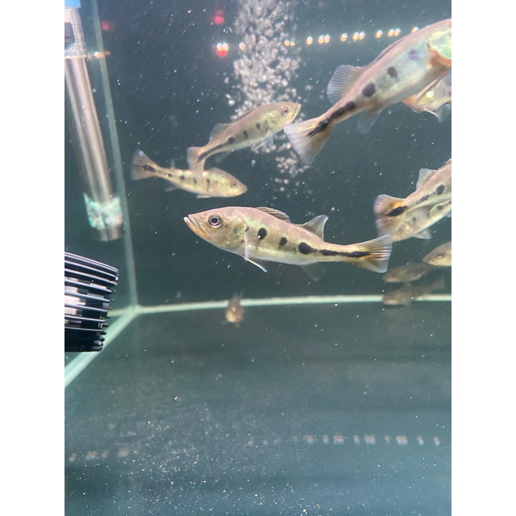 PBASS MONO GM 10CM PELET