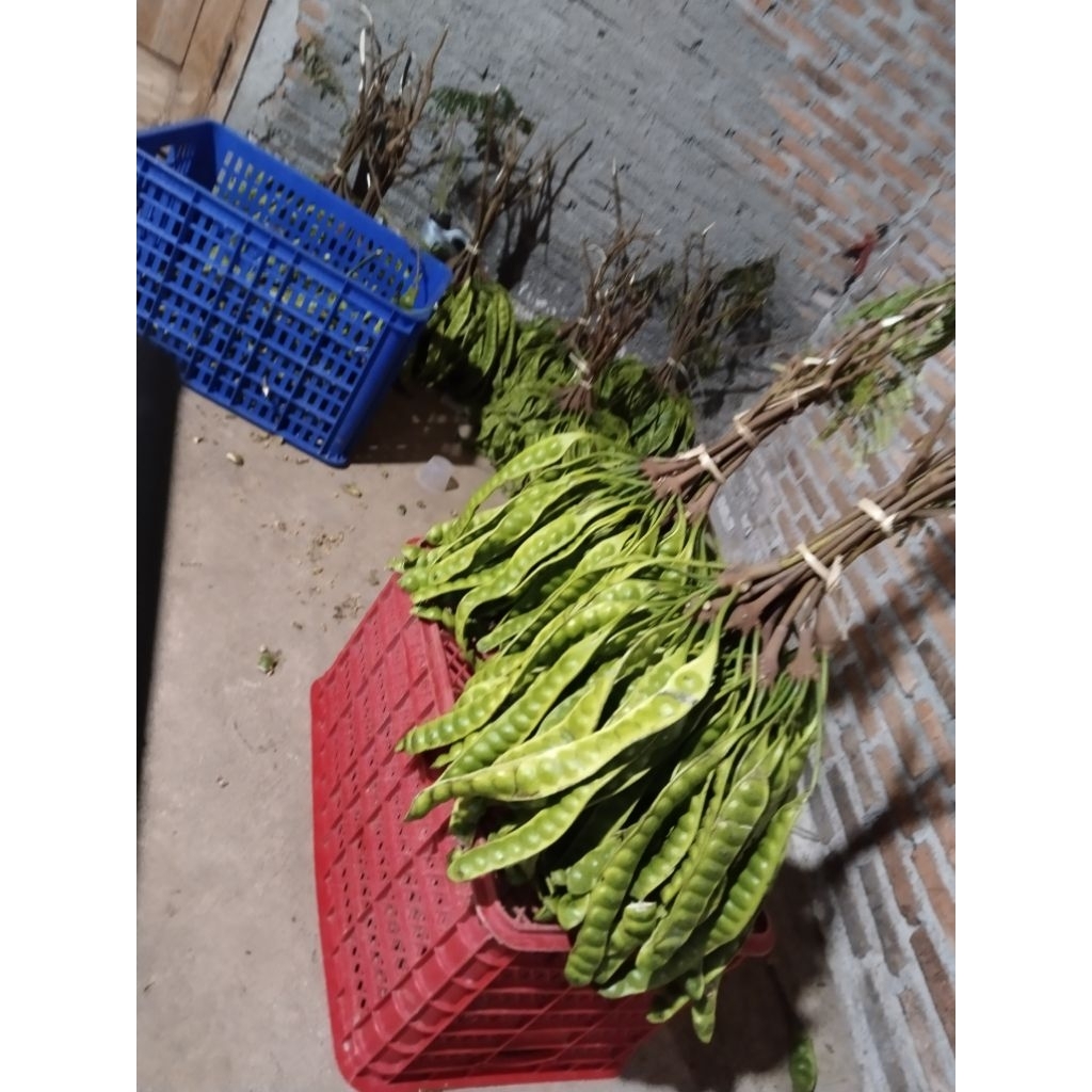 

Petai pete super 13 papan tua bagus