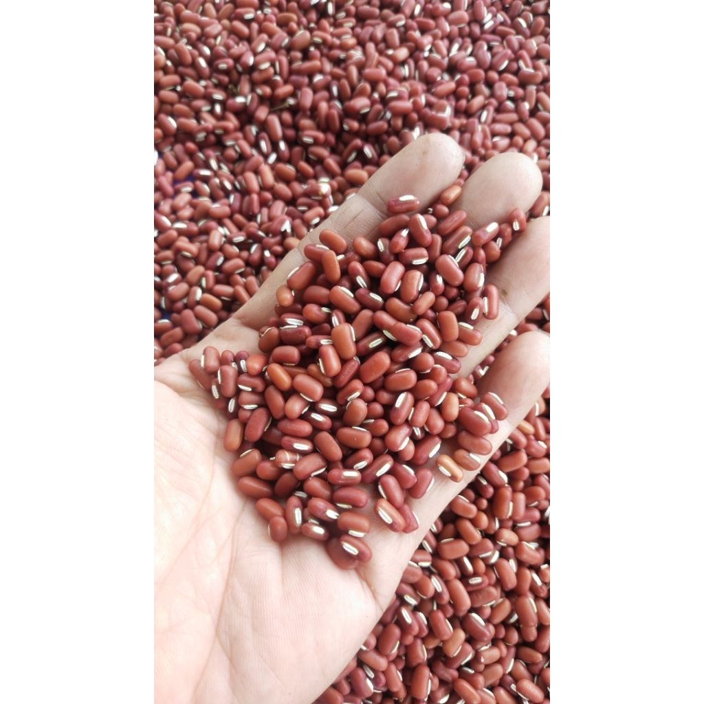 

Kacang Merah Es Parapat Penuh Gizi dan Multifungsi bisa untuk es, campuran kue dan Menu makanan Diet Dan diabetes